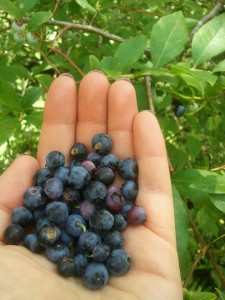 Wild Bluberries